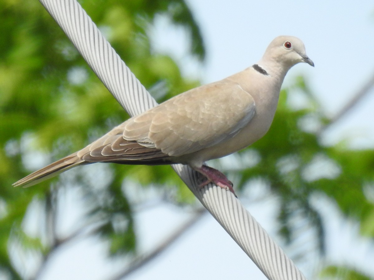 Eurasian Collared-Dove - James Bolte