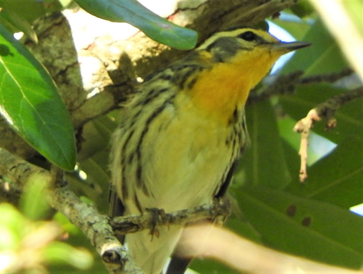 Blackburnian Warbler - ML454674221