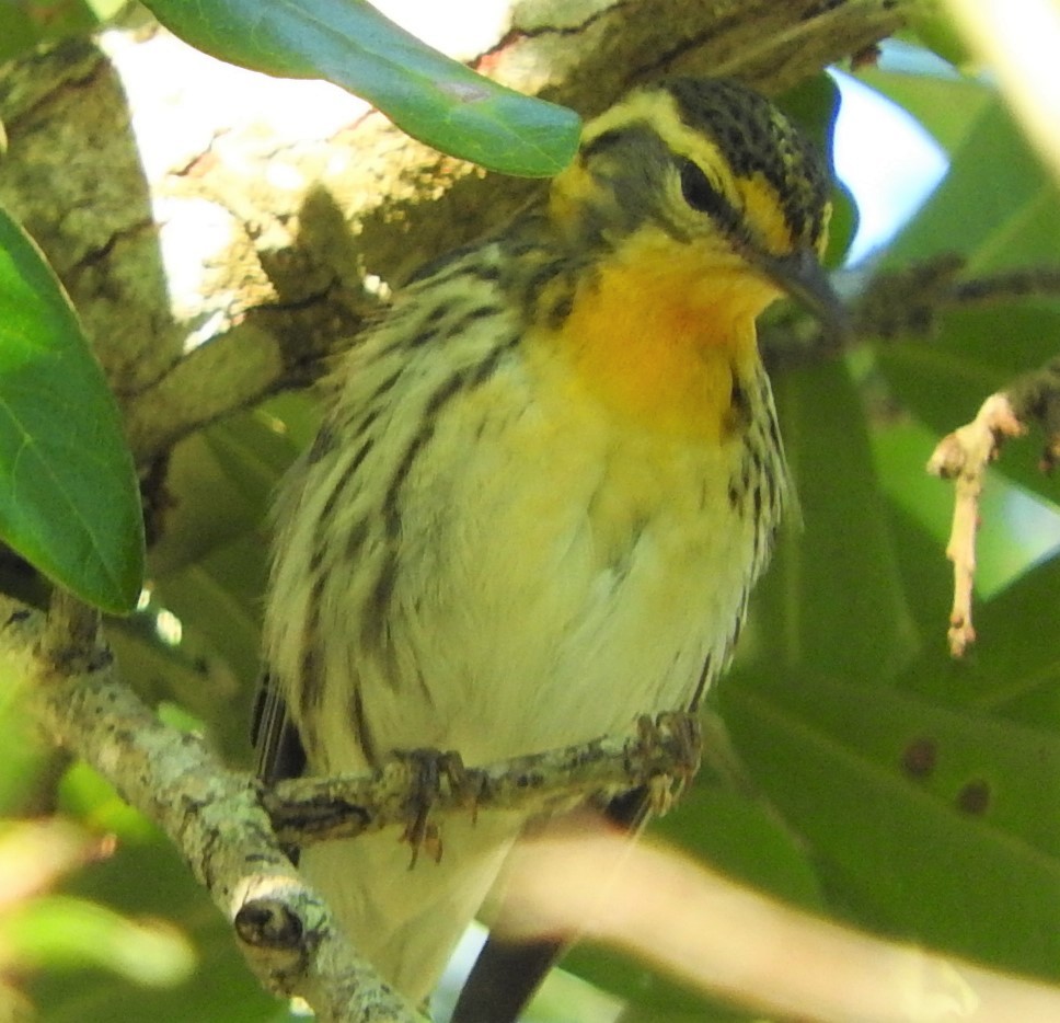 Blackburnian Warbler - ML454674301