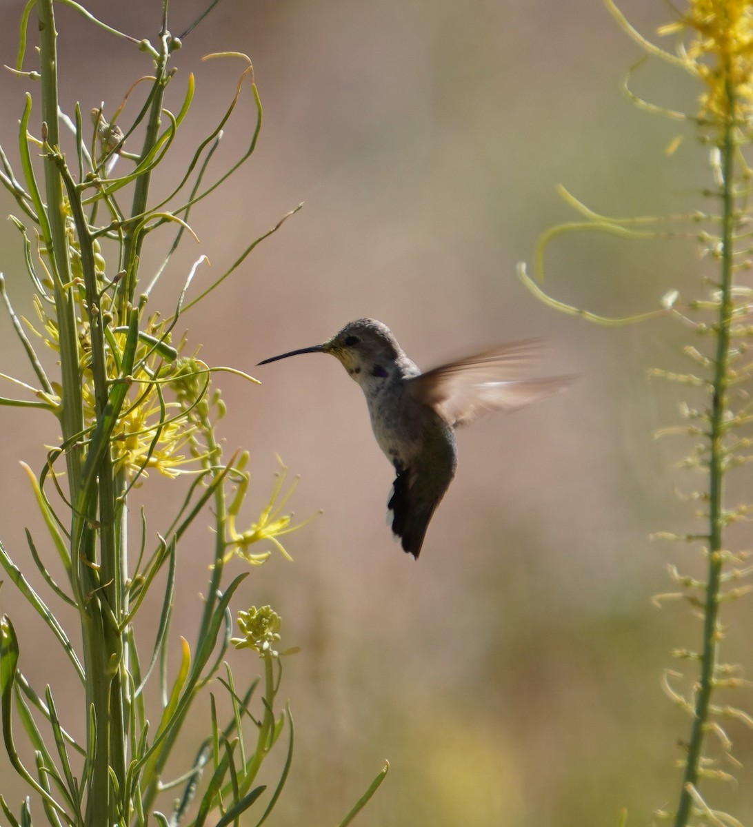 Black-chinned Hummingbird - Sud Menon