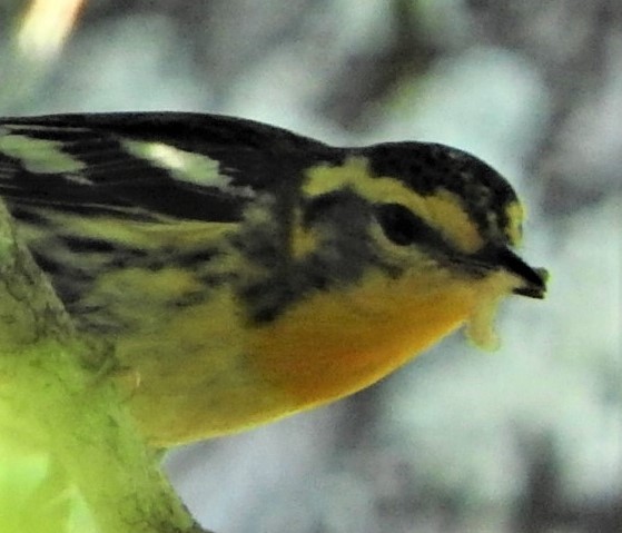 Blackburnian Warbler - Mark Meunier