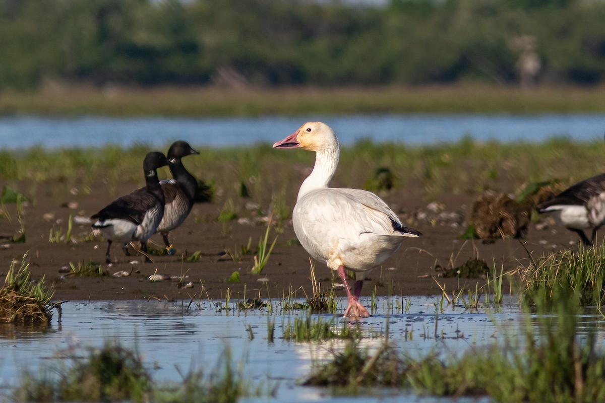 Snow Goose - ML454676661