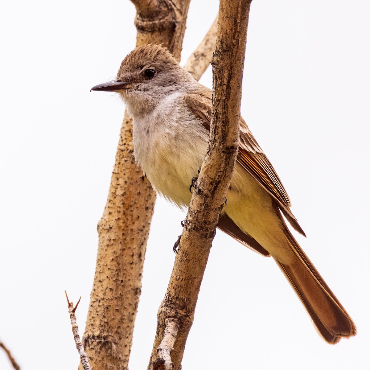 Ash-throated Flycatcher - Lesley Tullis