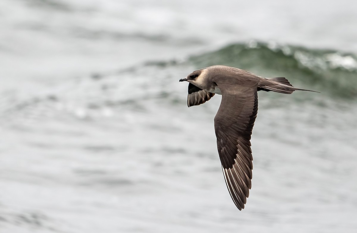 Parasitic Jaeger - Guy Tremblay