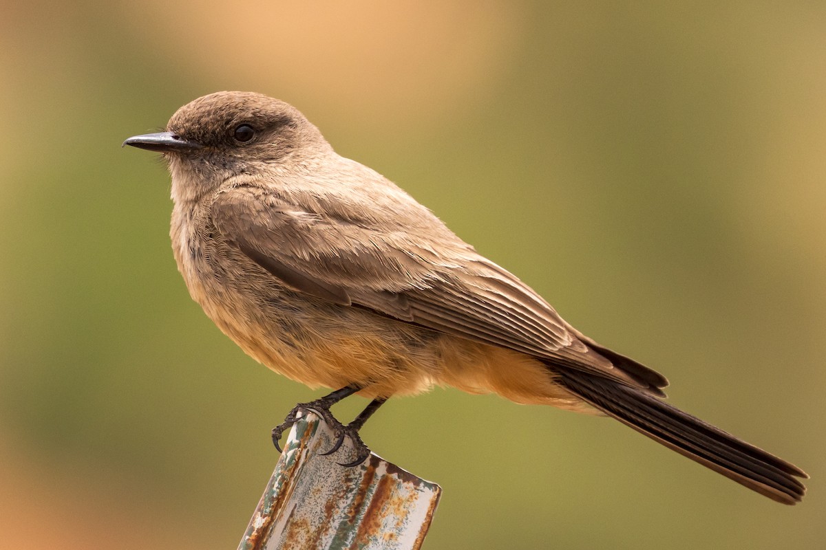 Say's Phoebe - ML454677061