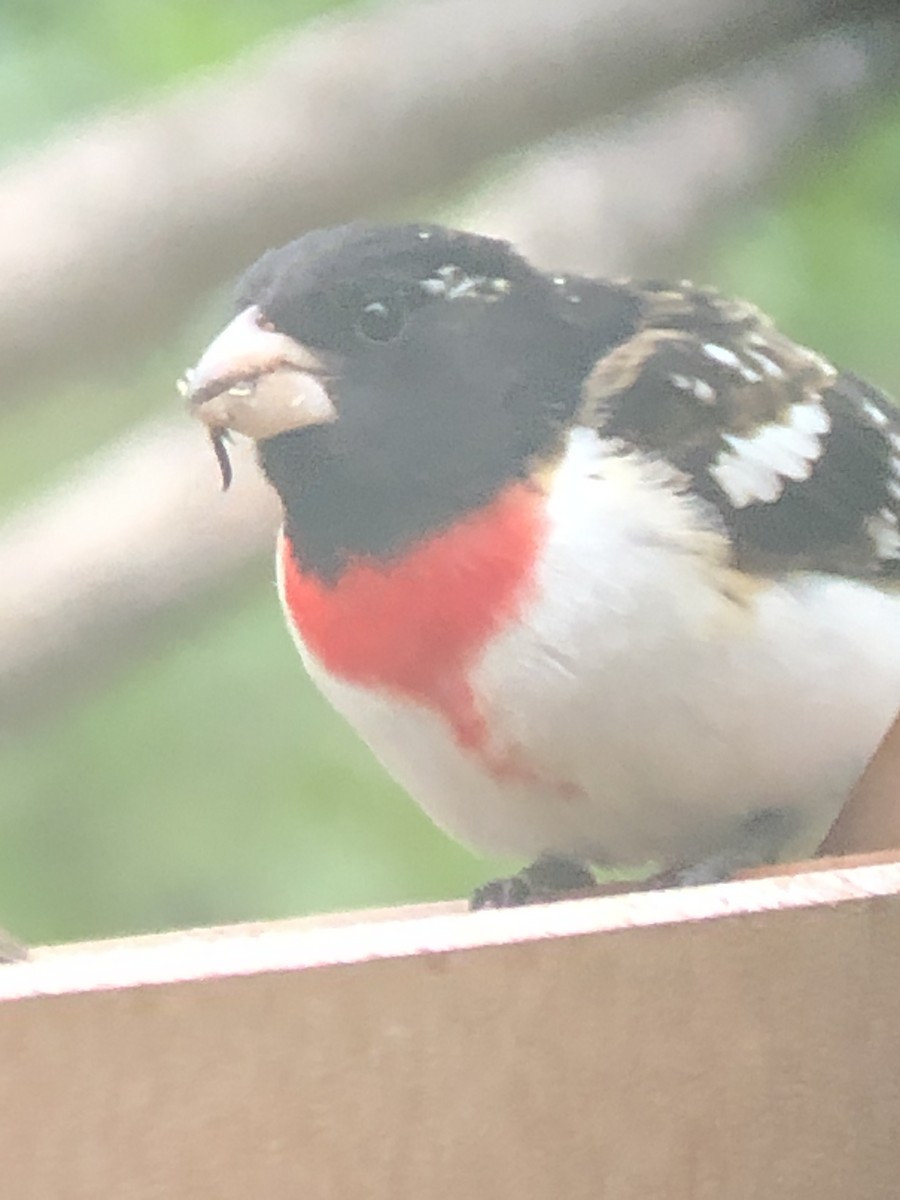 Rose-breasted Grosbeak - ML454677461