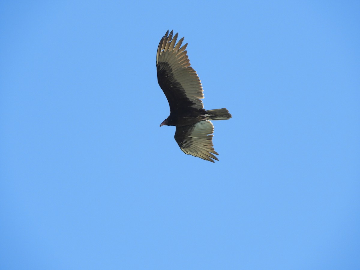 Turkey Vulture - Duke Tufty