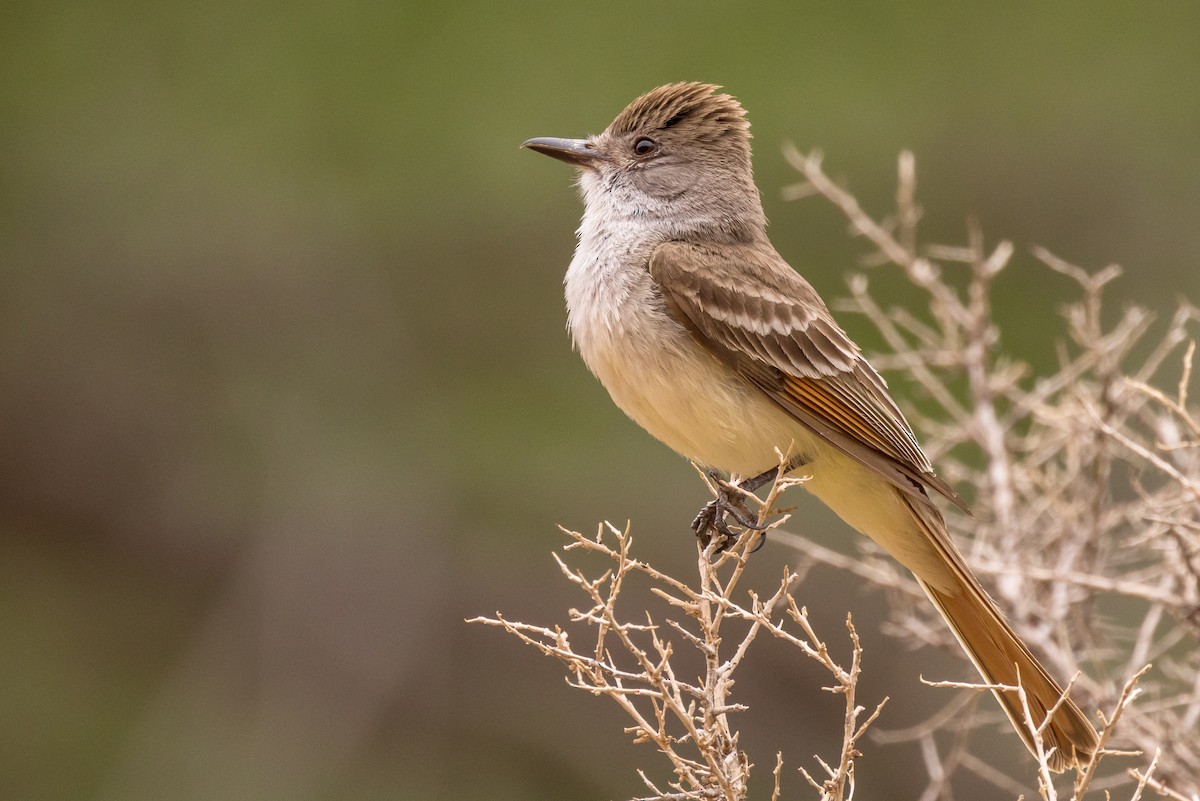 Ash-throated Flycatcher - ML454677741