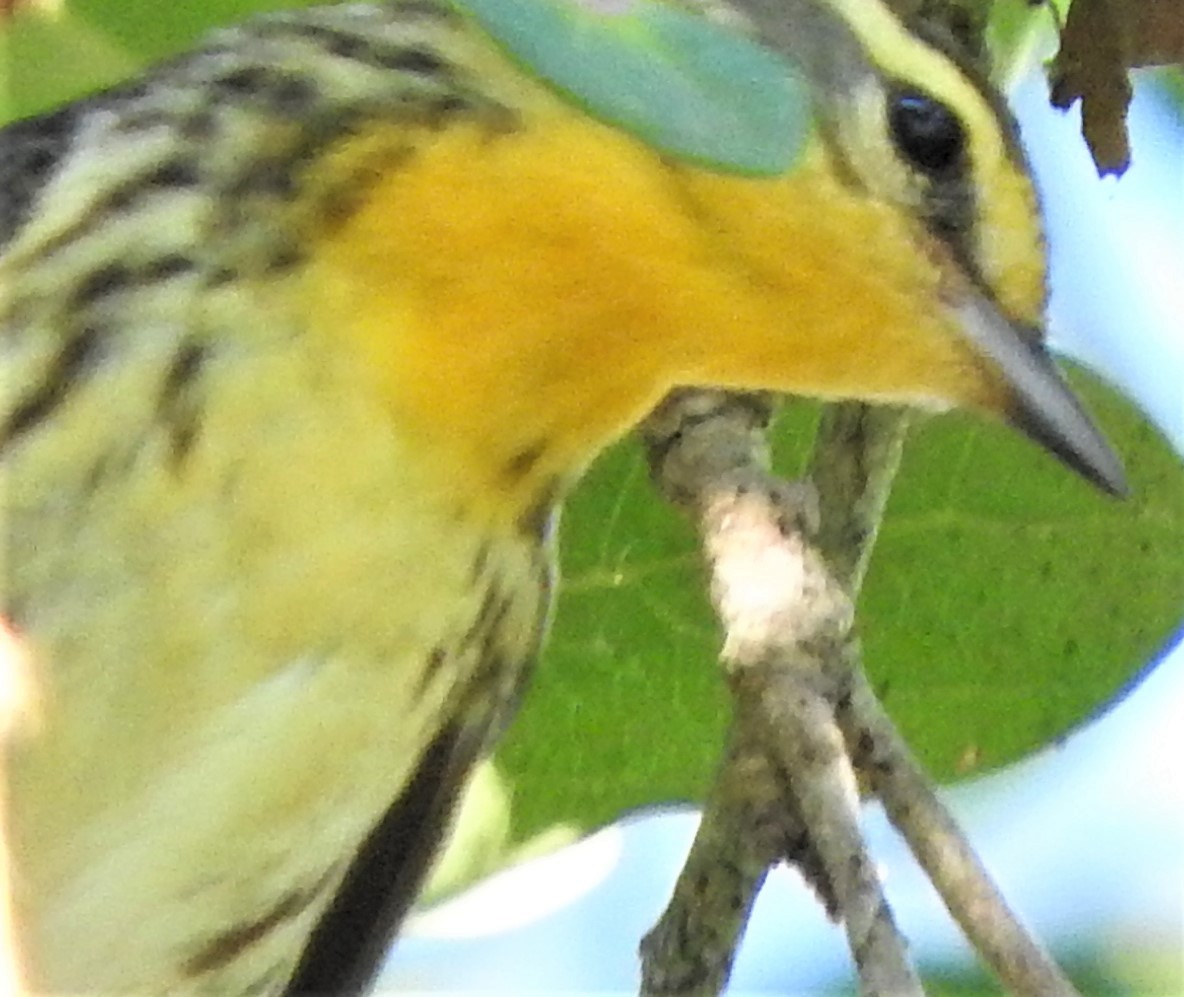 Blackburnian Warbler - ML454678101