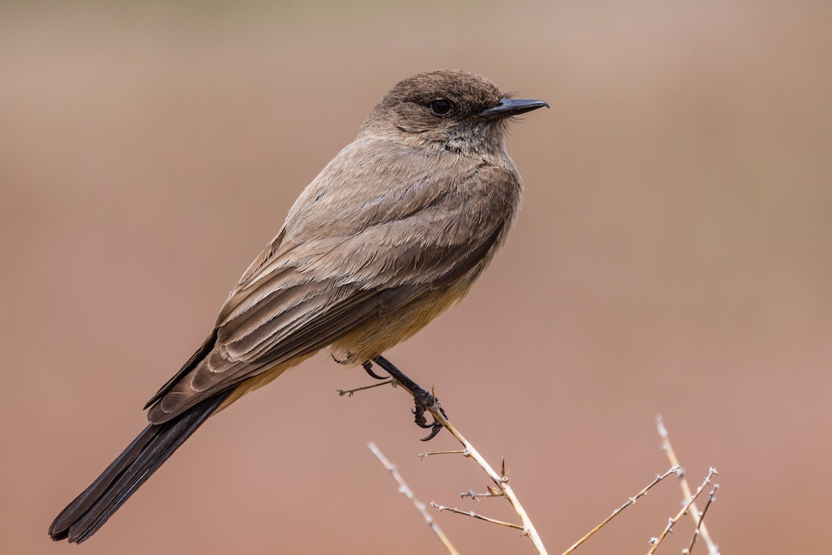 Say's Phoebe - ML454678131