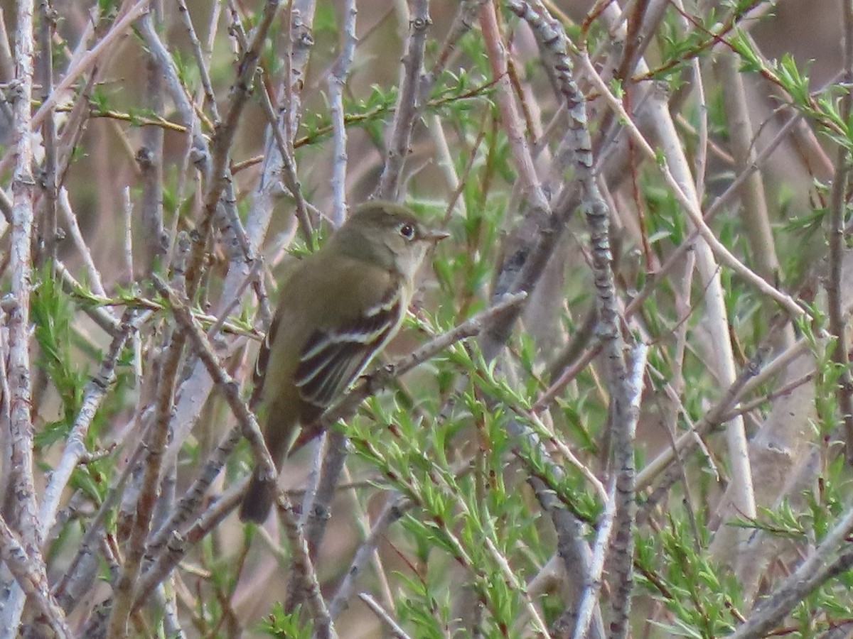 Willow Flycatcher - ML454678201