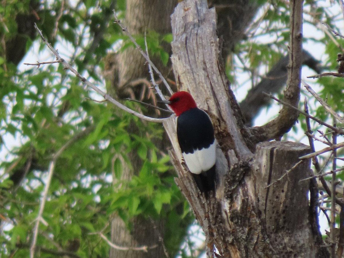 Red-headed Woodpecker - ML454678641
