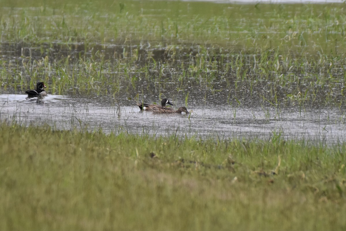 Blue-winged Teal - ML454678681