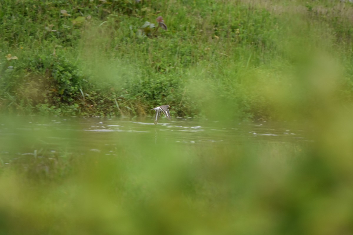 Spotted Sandpiper - ML454678861