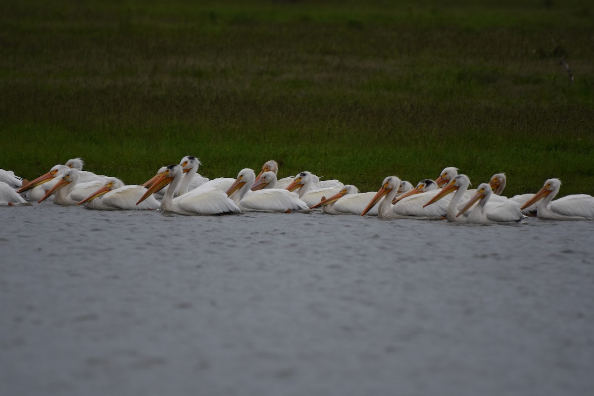 American White Pelican - ML454678961