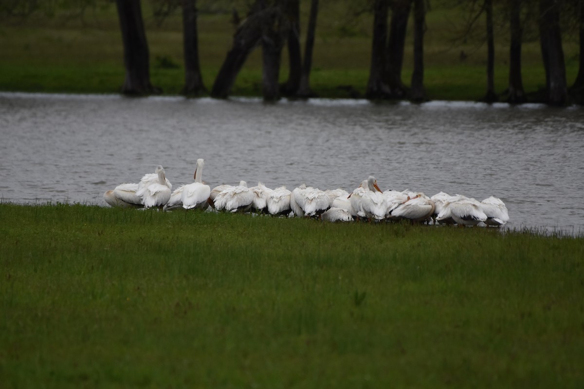 American White Pelican - ML454678981