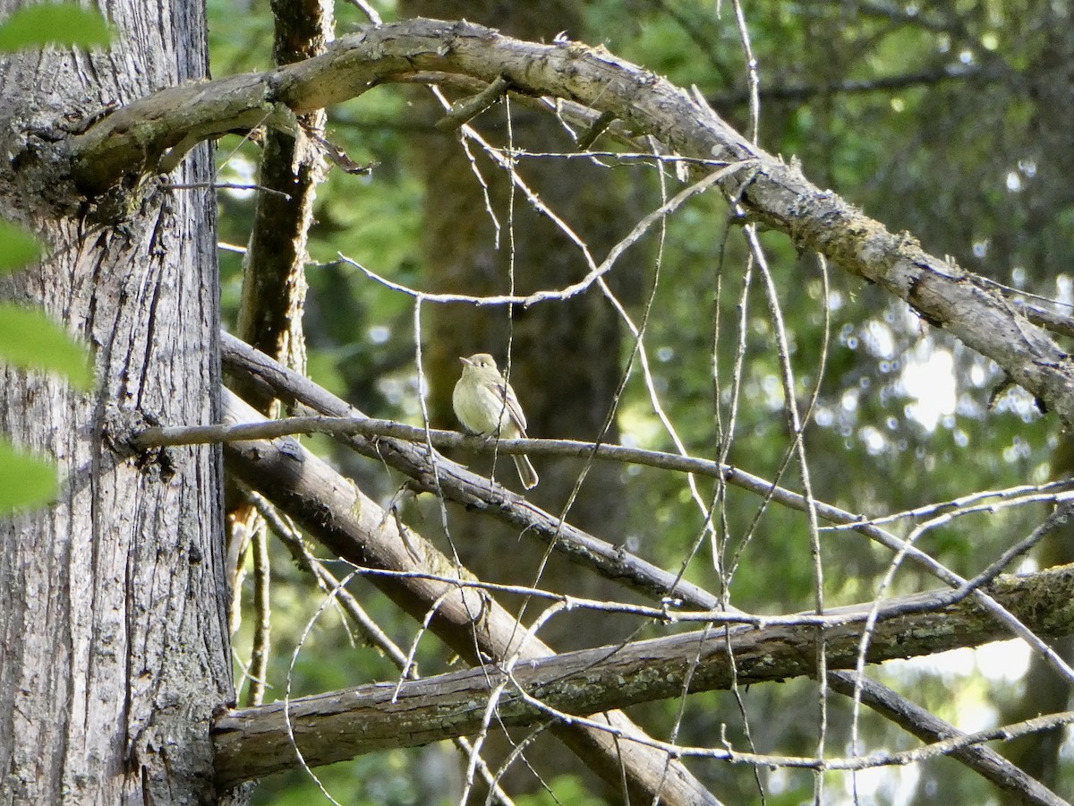 Western Flycatcher (Pacific-slope) - ML454680981