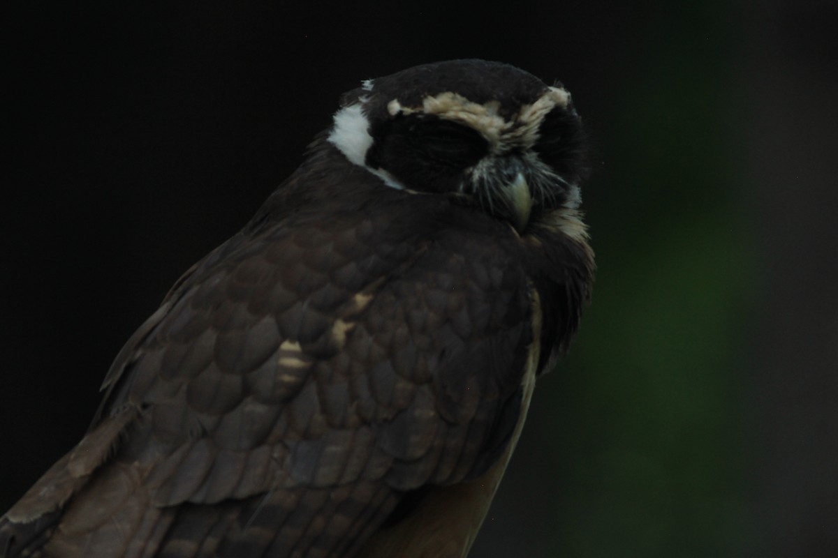 Spectacled Owl - ML454681481