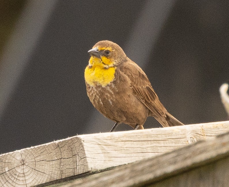 Yellow-headed Blackbird - ML454681761