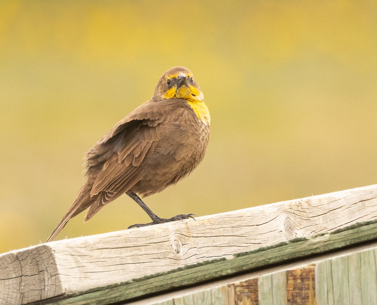 Yellow-headed Blackbird - ML454681811