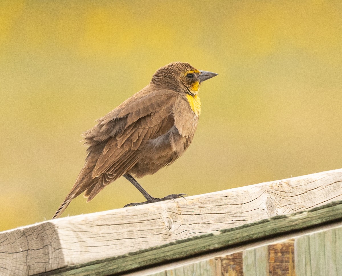 Yellow-headed Blackbird - Caroline Lambert