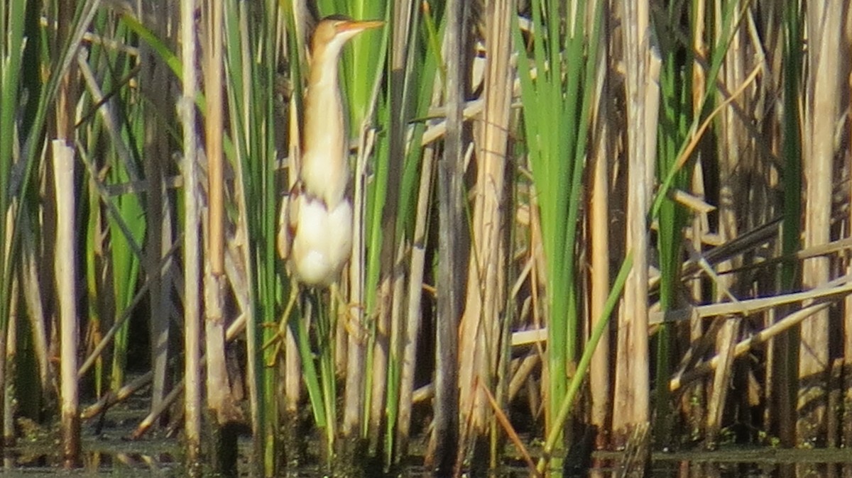 Least Bittern - Joedy Groulx