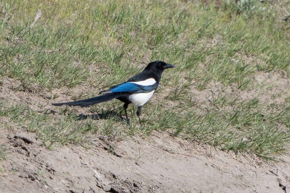 Black-billed Magpie - ML454683821