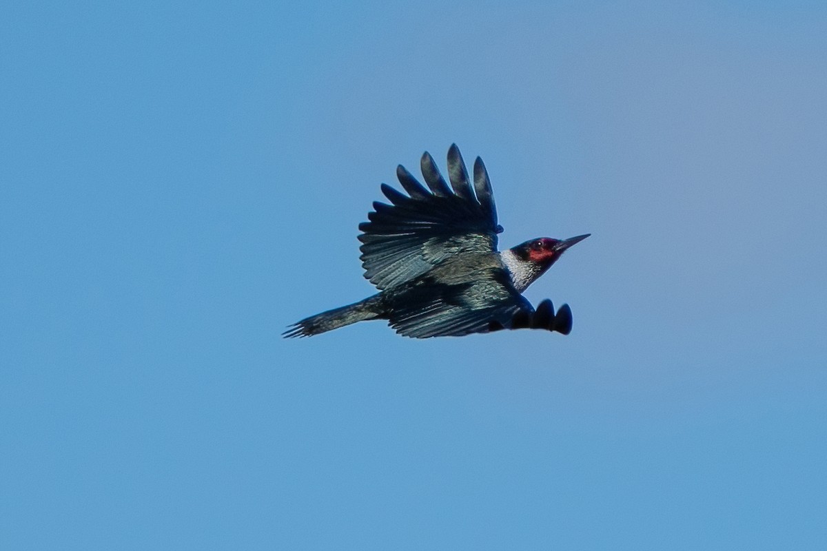 Lewis's Woodpecker - ML454683841