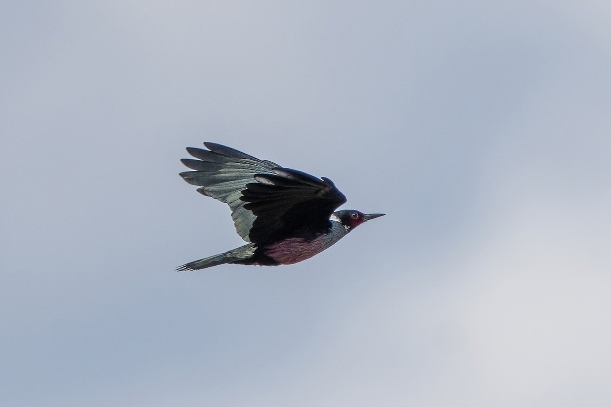 Lewis's Woodpecker - ML454683851