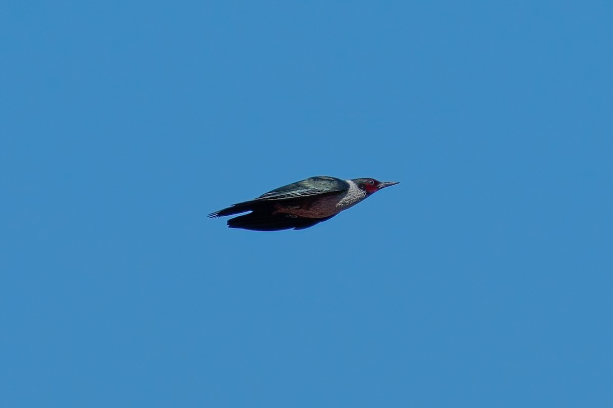 Lewis's Woodpecker - ML454683861
