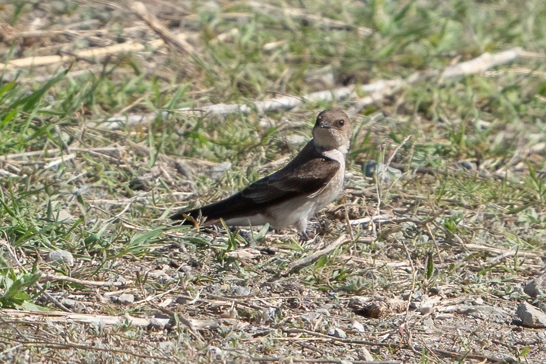 Northern Rough-winged Swallow - ML454683911