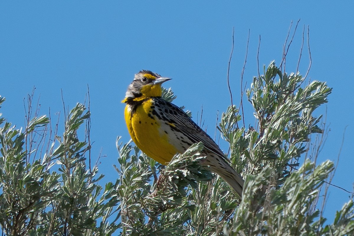 Western Meadowlark - ML454683941