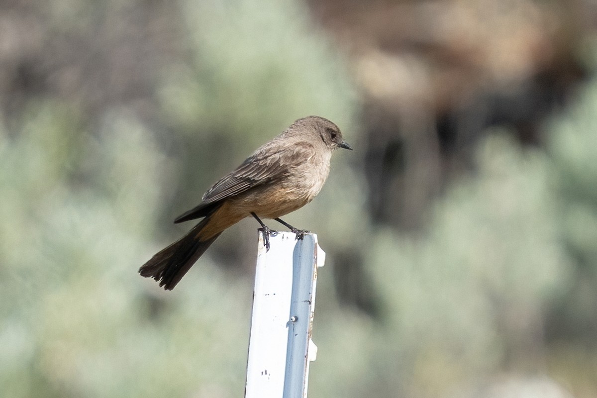Say's Phoebe - ML454683981