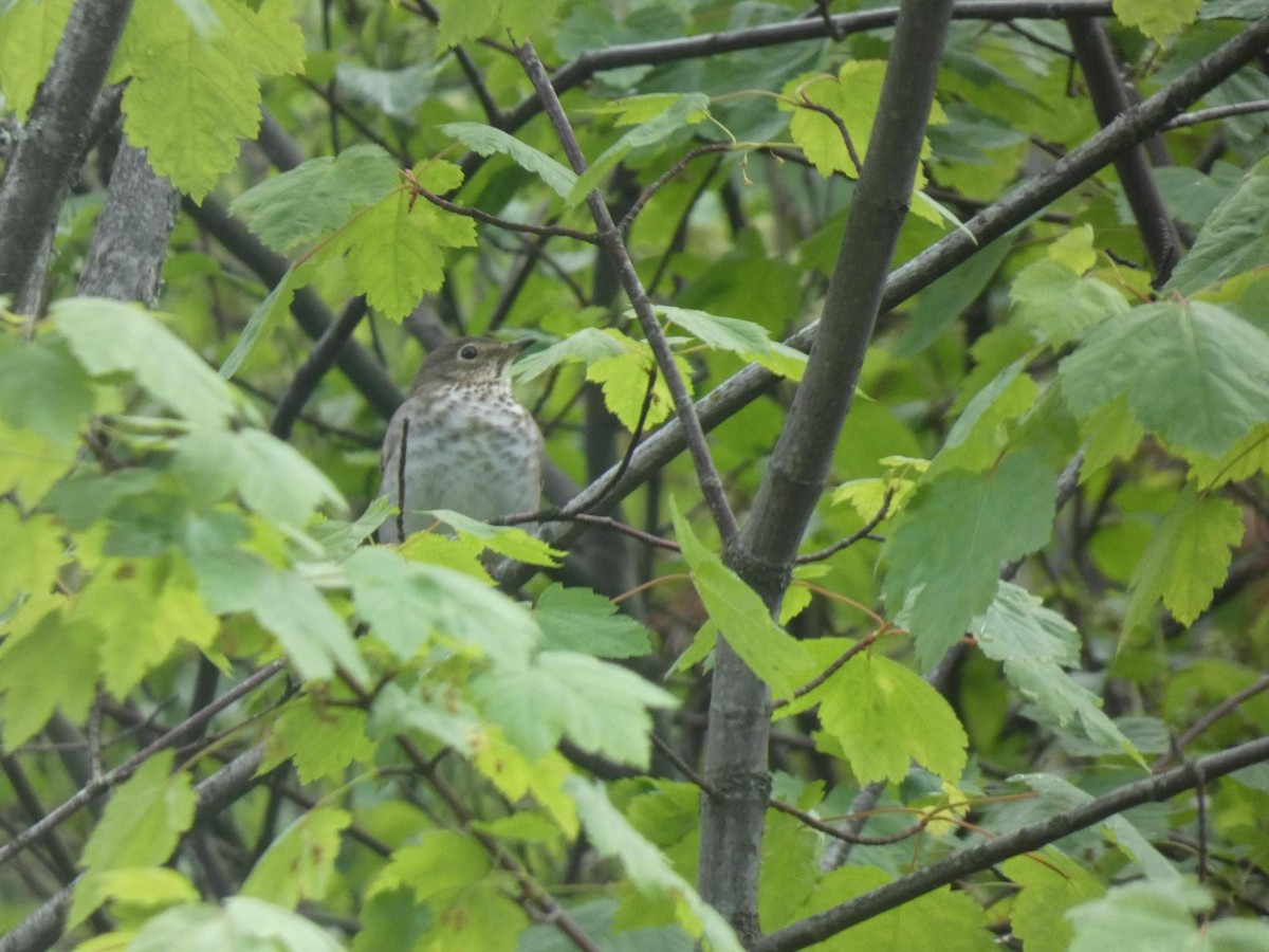 Swainson's Thrush - ML454684821