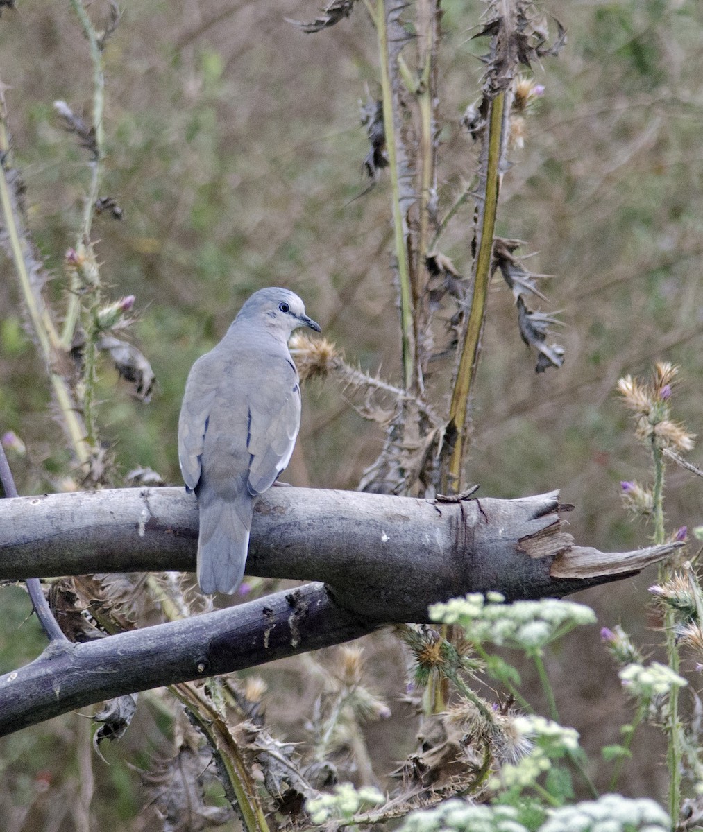 Picui Ground Dove - ML45468731