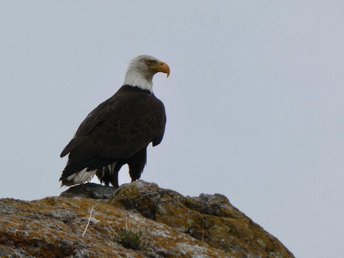 Weißkopf-Seeadler - ML454687491