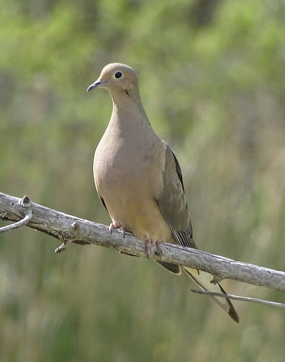 Mourning Dove - ML454688421