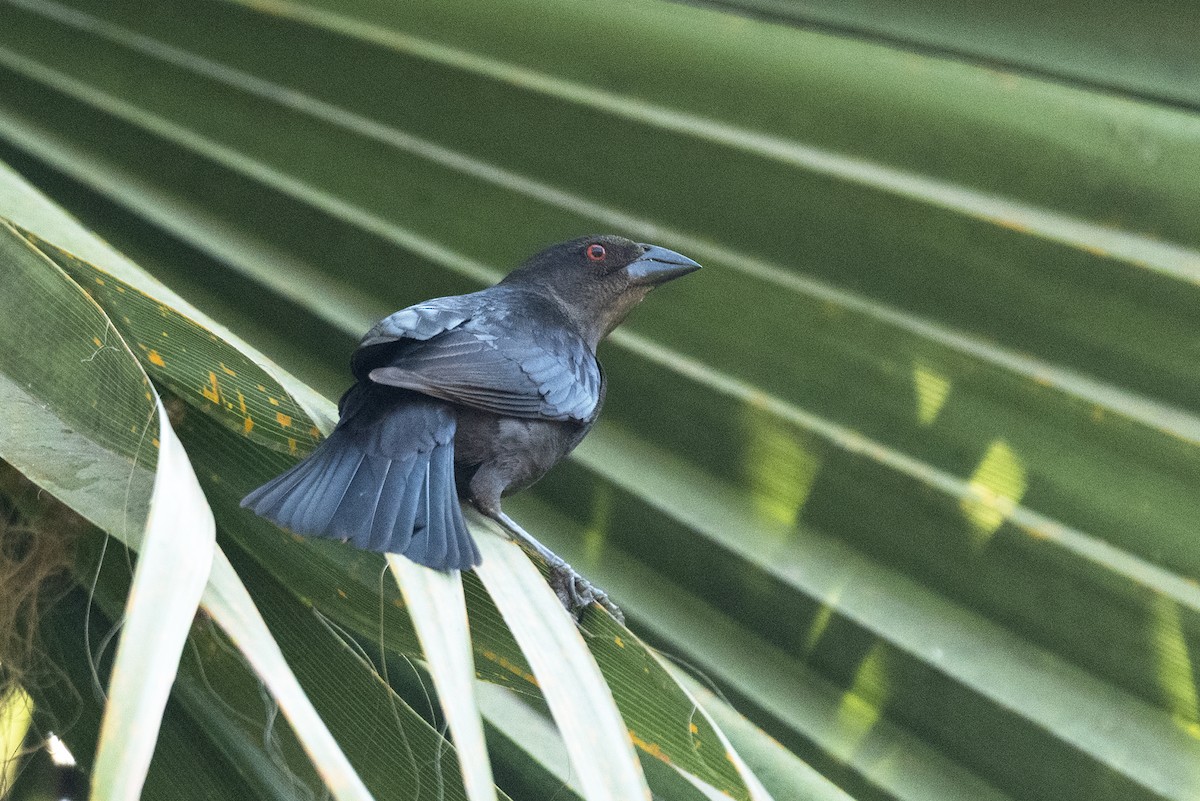 Bronzed Cowbird - ML454689161