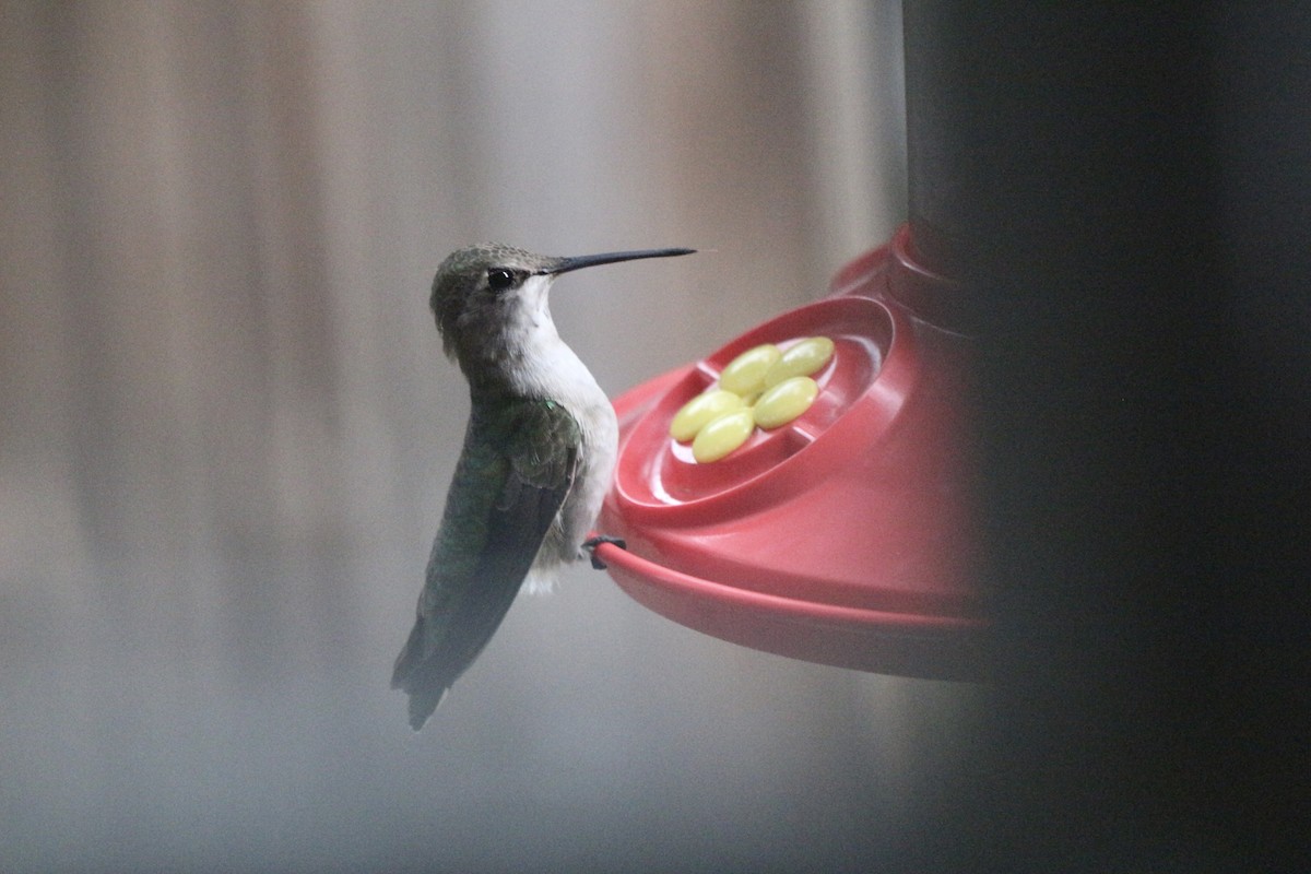 Colibri à gorge noire - ML454691531