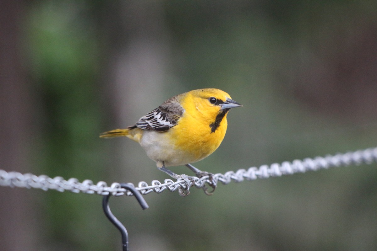 Bullock's Oriole - Sue Elwell