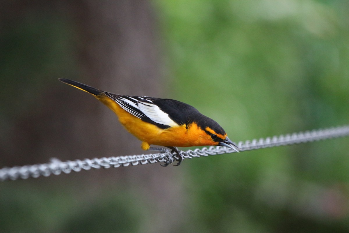 Bullock's Oriole - ML454692741