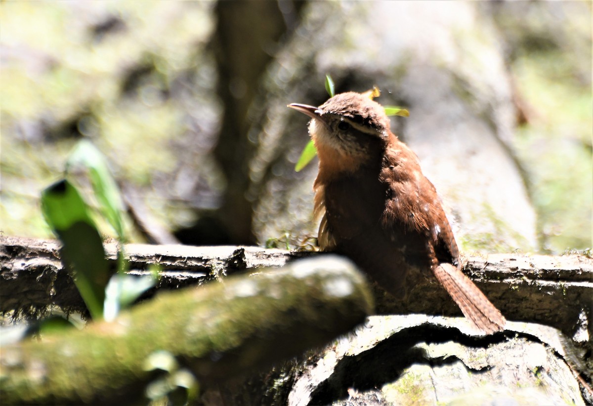 Carolina Wren - ML454692851