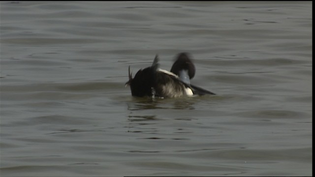 Lesser Scaup - ML454693