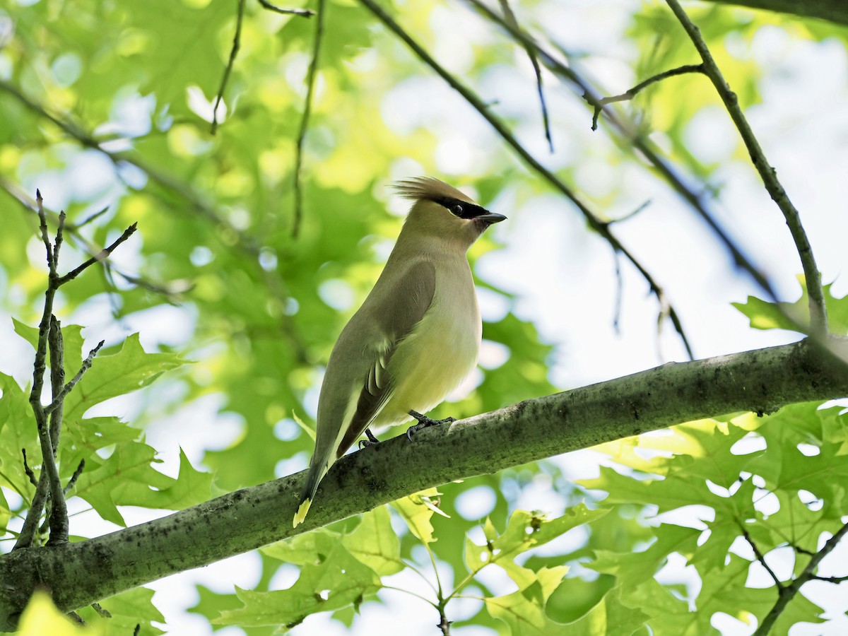 Cedar Waxwing - ML454693771