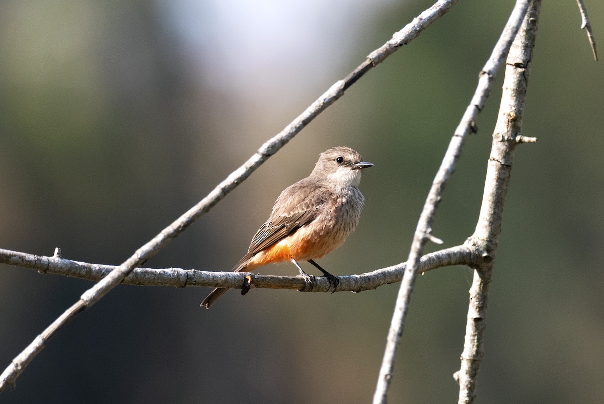 Vermilion Flycatcher - ML454694031