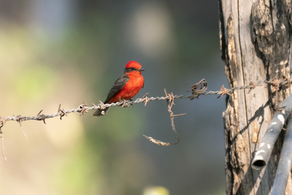 Vermilion Flycatcher - ML454694041