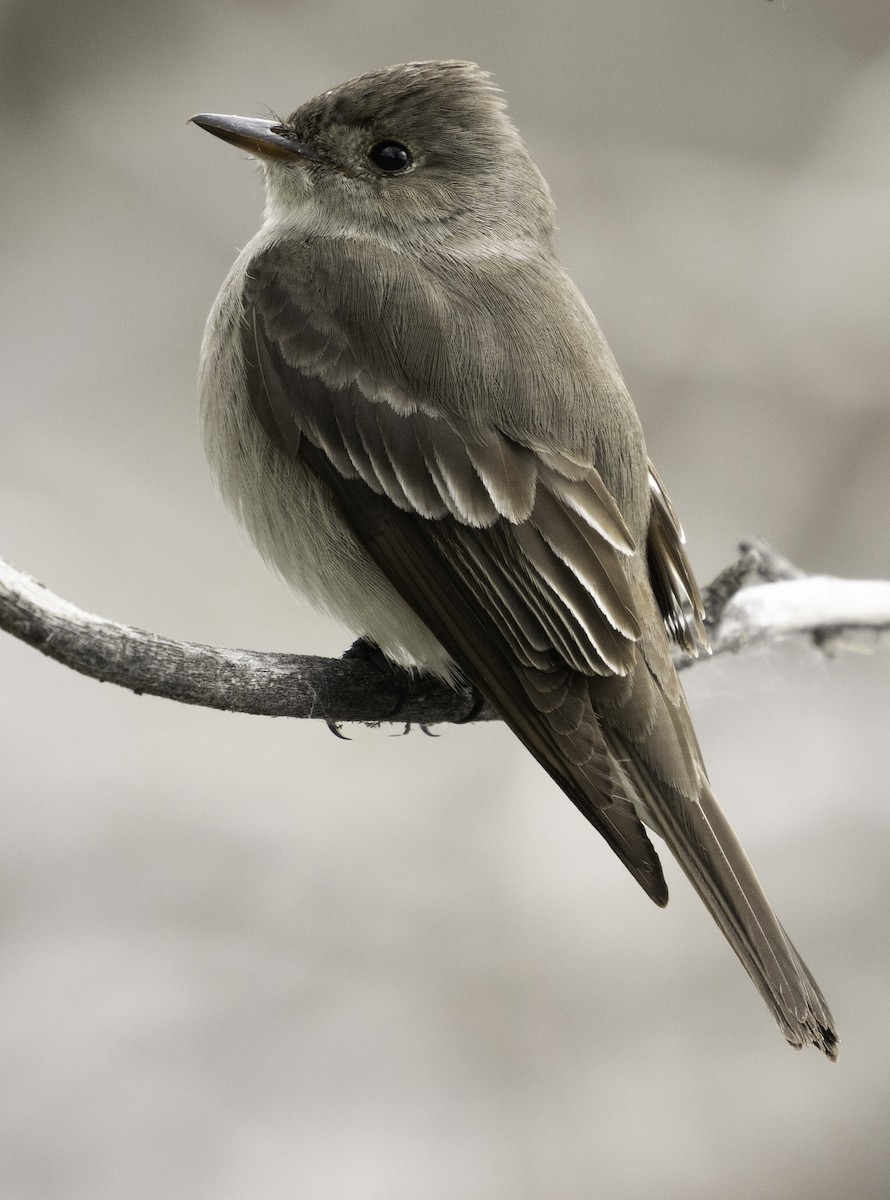 Western Wood-Pewee - ML454695001