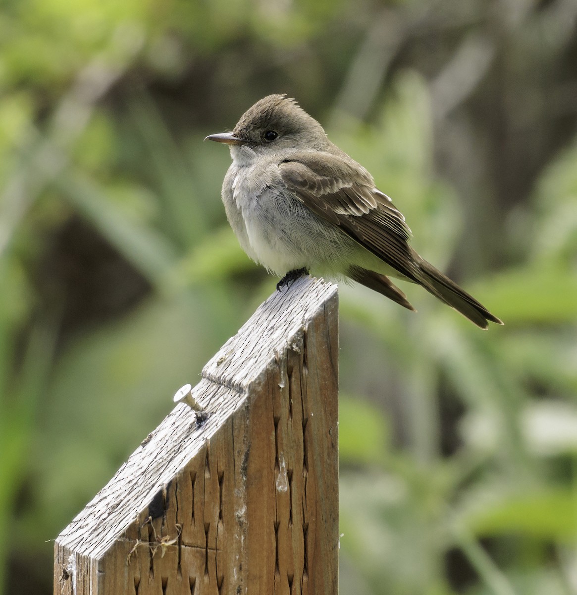 Western Wood-Pewee - Wes Stone