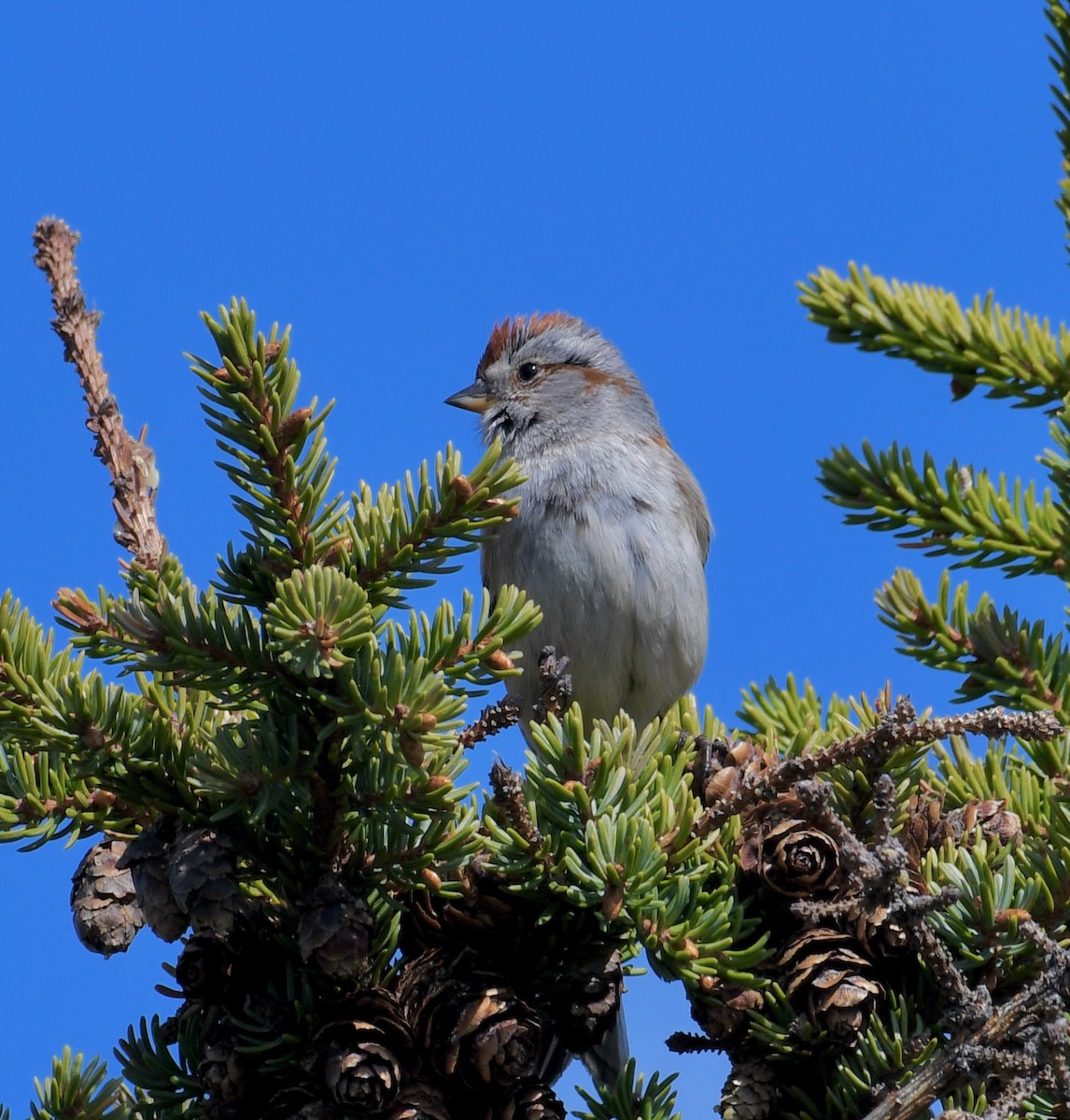 American Tree Sparrow - ML454699041