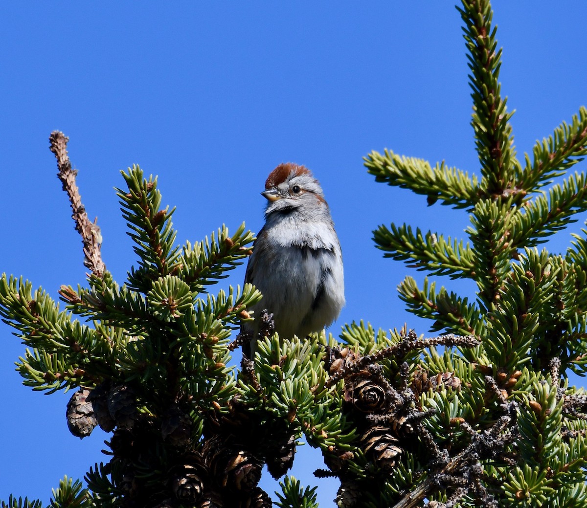 American Tree Sparrow - ML454699051